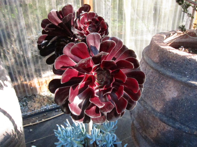 Photo of Aeonium 'Zwartkop' flower by Far Reaches Farm