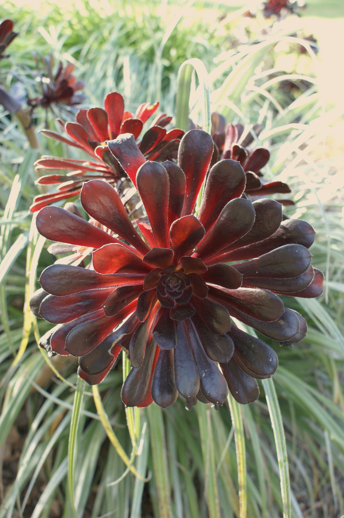 Photo of Aeonium 'Zwartkop' foliage by Karl Gercens III