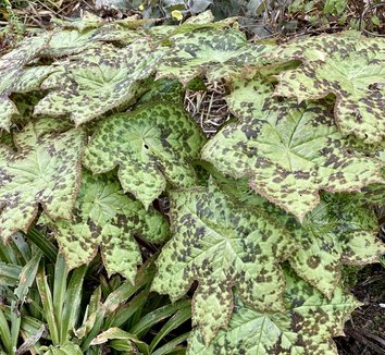 Photo of Podophyllum 'Spotty Dotty' PP17361 by Patricia Cunningham
