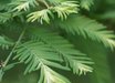 Metasequoia
