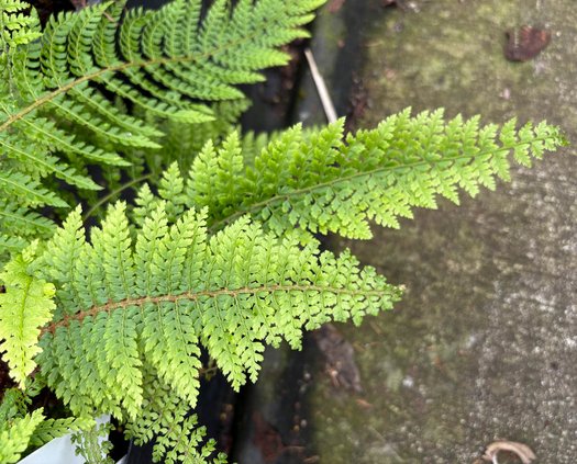 Photo of Polystichum setiferum 'Herrenhausen' foliage by plant lust