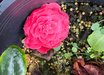 Camellia 'Black Tuxedo'