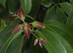 Cinnamomum