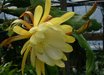 Epiphyllum