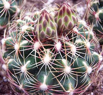 Photo of Thelocactus bicolor ssp. schwarzii foliage by Kara Nursery