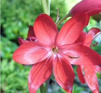 Photo of Hesperantha coccinea 'Torero' by Edelweiss Perennials