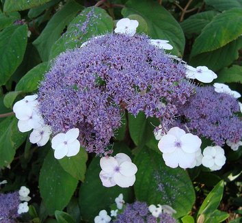 Photo of Hydrangea aspera 'Macrophylla' flower by Epibase
