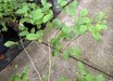 Stewartia 'Scarlet Sentinel'