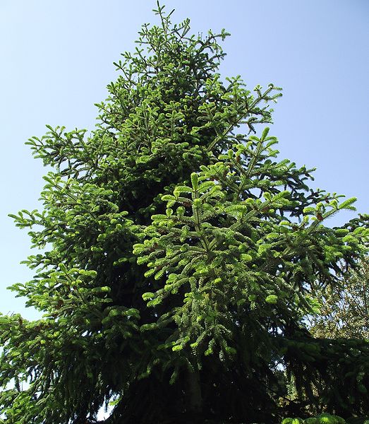 Photo of Abies nordmanniana foliage by Stickpen