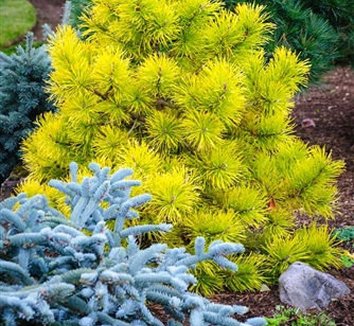 Photo of Pinus contorta var. latifolia 'Chief Joseph' form, landscape by Conifer Kingdom