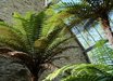 Dicksonia