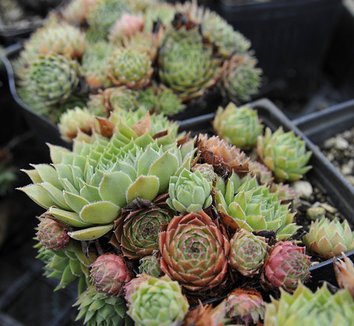Photo of Sempervivum hybrids foliage by plant lust