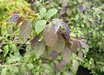 Styrax