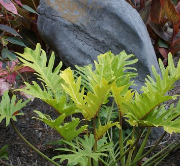 Photo of Philodendron Golden Xanadu PP19214 foliage by Karl Gercens III
