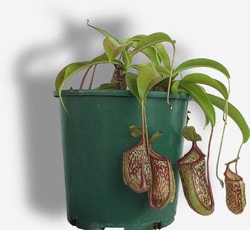 Photo of Nepenthes maxima x ventricosa (M) by Zephs