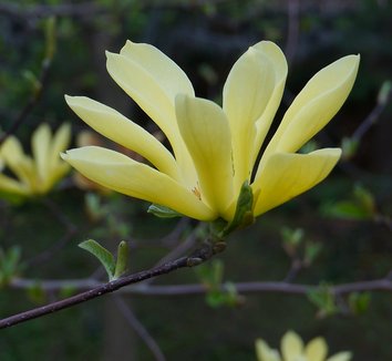 Photo of Magnolia 'Butterflies' flower by Karl Gercens III