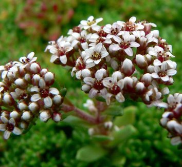 Photo of Crassula setulosa var. rubra close-up, flower by Stan Shebs