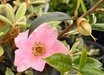 Rhododendron 'King Bee'