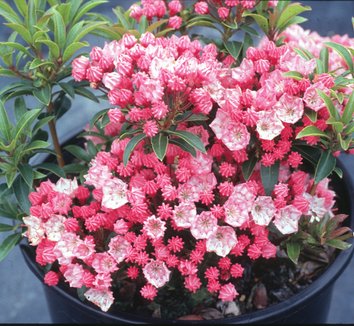 Photo of Kalmia latifolia 'Tiddlywinks' flower by Briggs Plant Propagators
