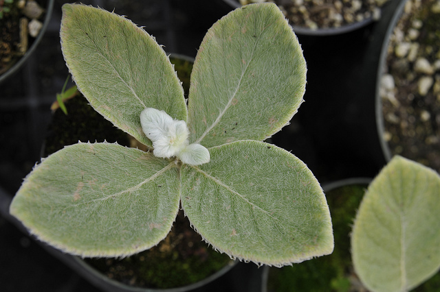 Photo of Sinningia leucotricha foliage by plant lust