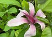 Magnolia liliiflora 'O'Neill'