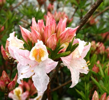 Azalea from multiple nurseries on Plant Lust