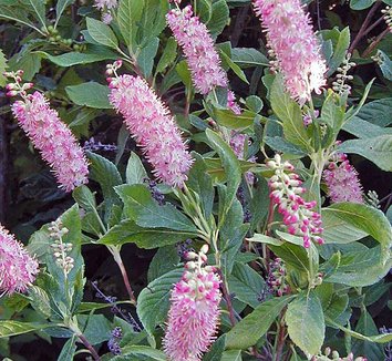 Photo of Clethra alnifolia 'Pink Spires' flower by Forestfarm