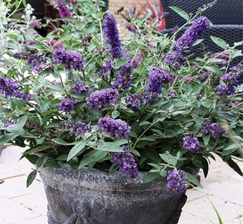 Photo of Buddleja Flutterby Petite® Blue Heaven PP22069 flower, foliage, form by Phoenix Perennials and Specialty Plants Ltd.