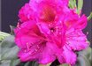 Rhododendron 'Royal Purple'
