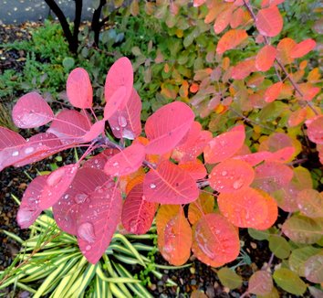 Photo of Cotinus coggygria 'Royal Purple' by Danger Garden