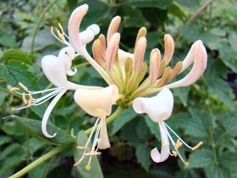 broom plant cytisus Cytisus scoparius (Scotch broom) fresh aerial parts in flower tincture –  Heron Botanicals main image 0
