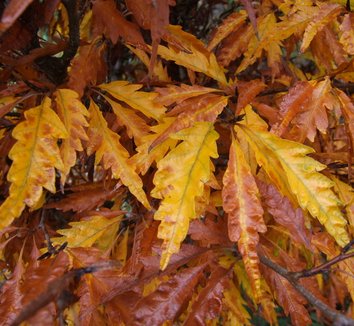 Photo of Fagus sylvatica 'Aspleniifolia' foliage by Dancing Oaks Nursery