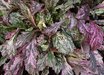 Ajuga
