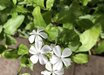 Plumbago