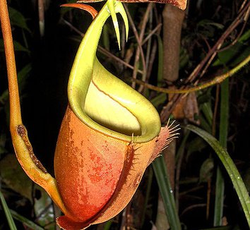 Photo of Nepenthes bicalcarata close-up, flower by David Sucianto