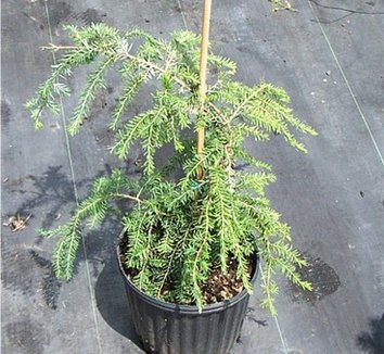 Photo of Tsuga canadensis 'Bennett' form by Fantastic Plants