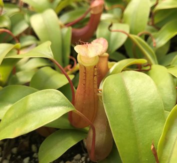 Photo of Nepenthes alata flower, foliage by Little Prince of Oregon