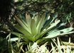 Vriesea