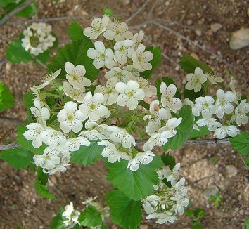 Photo of Crataegus mollis flower by Nadiatalent