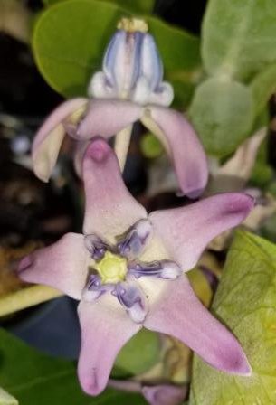 Calotropis gigantea | Asclepias gigantea | Calotropis gigantea