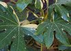Fatsia japonica 'Variegata'