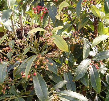 Photo of Ardisia crenata foliage, form, fruit by BotBin