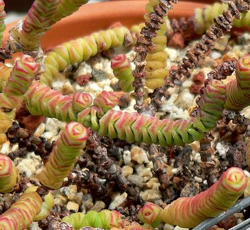 Photo of Crassula rupestris ssp. marnieriana close-up, foliage by Stan Shebs