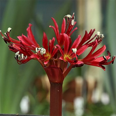 Photo of Brunsvigia radula [red - Kliprand (4 yr 2025)] flower by Phoenix Perennials and Specialty Plants Ltd.