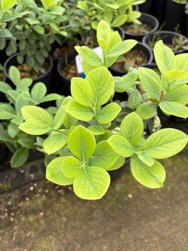 Photo of Vaccinium glaucoalbum foliage by plant lust