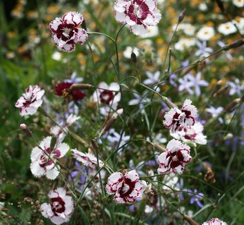 Photo of Dianthus 'Lady Granville' flower by Annie's Annuals & Perennials