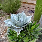 Agave lophantha 'Splendida' | Agave univittata 'Splendida' | Splendida ...