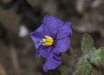 Solanum
