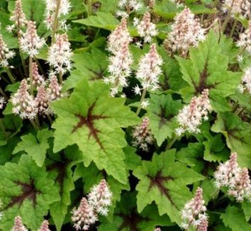 Photo of Tiarella 'Pirate's Patch' flower, foliage by Terra Nova Nurseries, Inc.
