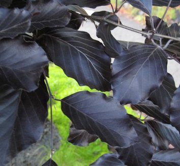 Photo of Fagus sylvatica 'Riversii' foliage by plant lust